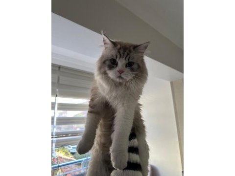 British longhair kediler