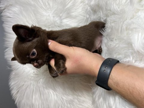 Elma kafa küt burun a kalite chihuahua yavrular