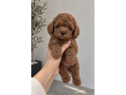 Irk garantili poodle yavruları