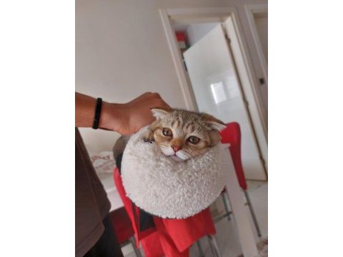 4 aylık scottish fold golden tabby - lora