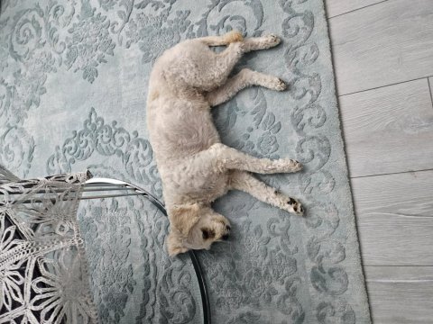 2 yaşında ücretsiz sahiplendirme maltipoo