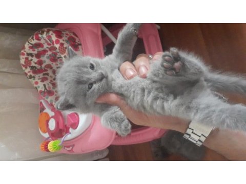 Safkan british shorthair 50 günlük tuvalet eğitimli