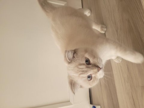 Scottish shorthair lynx tekirdag süleymanpasa