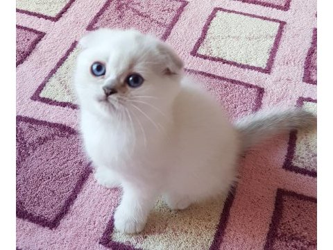 Champiyon atalardan scottish fold bebekler