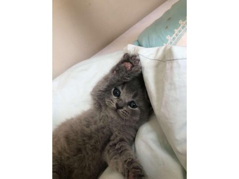 1 mayıs doğumlu scottish fold bebekler