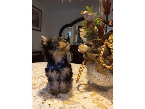 0 numara yorkshire terrier yavrularımız