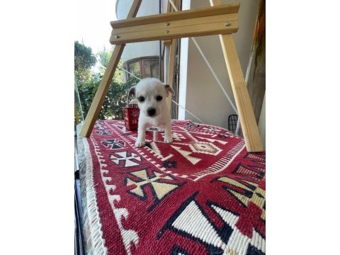 Jack russell köpeğimiz