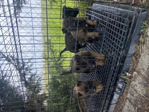 Hırs küpü belçika malinois yavrular