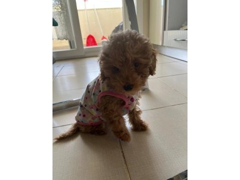 4 aylık dişi toy poodle yavru