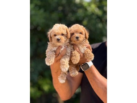Büyemeyen aşılı çiş eğitimli maltipoo bebekler 
