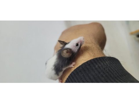Panda mice fethiyeden tüm şehirlere