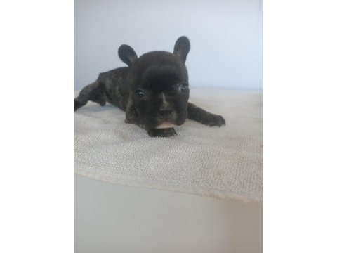 2.5 aylık french bulldog yavrular