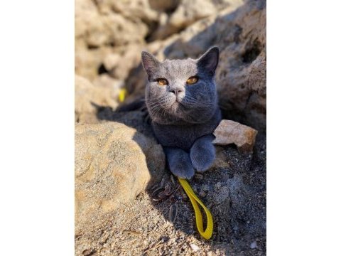 Kedimize ömürlük yuva arıyoruz