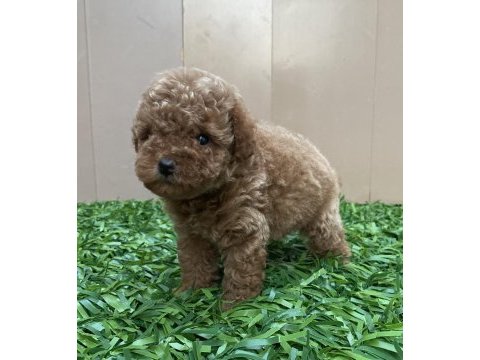 Kilo garantili poodle bebeğimiz