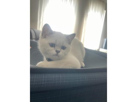 Eşsiz güzellikteki safkan scottish fold