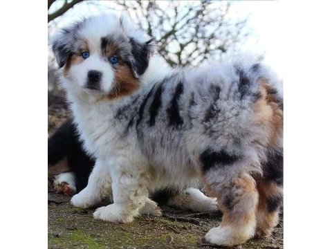 Safkan avusturya çoban köpeği yavruları