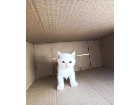 1 aylık british shorthair