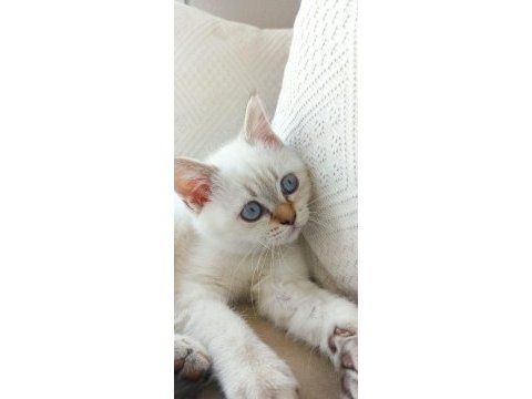 Blue point british shorthair yavrularımız yuva arıyor