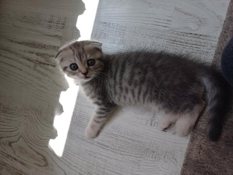 2 aylık scottish fold yavrular