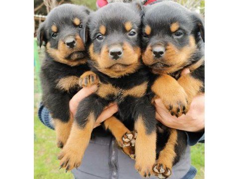 Dünya şampiyonu rottweiler torunları