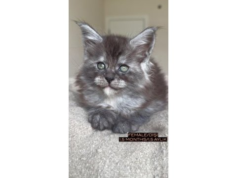 Türkiyenin her yerine teslim xxl maine coon yavruları