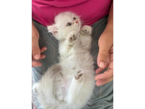 British longhair dişi yavrular