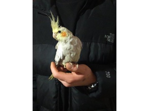 Çift sultan papağanları