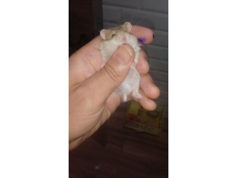 Avrupa safkan gonzales hamster yavrular