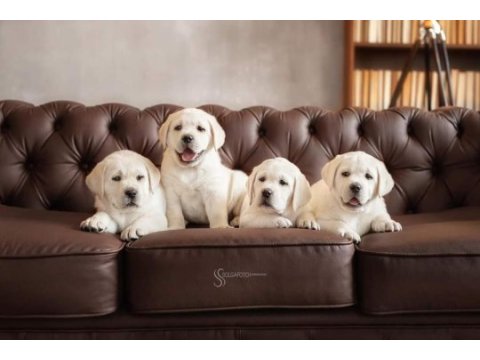 Şampanya labrador retriever yavruları