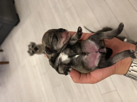 Minyatür schnauzer köpeği
