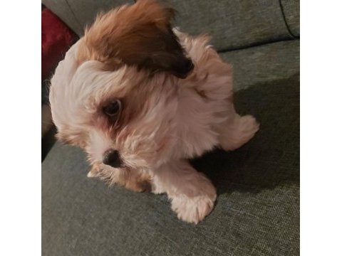 Tatlı yavru shih-tzu