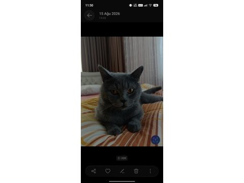 British shorthair oğlum