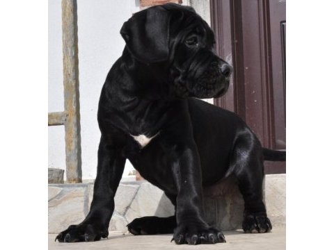 Kif / fci a scr belgeli sağlık ve ırk garantili cane corso