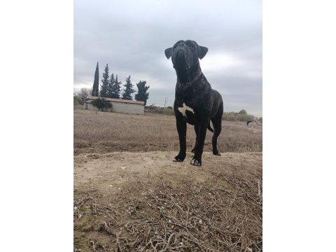Show kalitede perfect erkek cane corso yavruları
