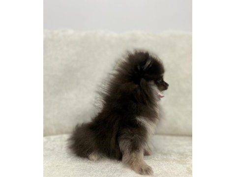 Mini black & tan pomeranian