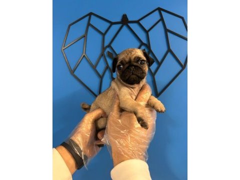 Orijinal pug mops bebekler