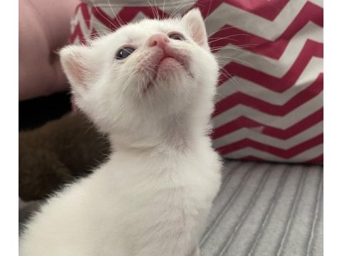British shorthair dişi yavru yeni yuvasını arıyor