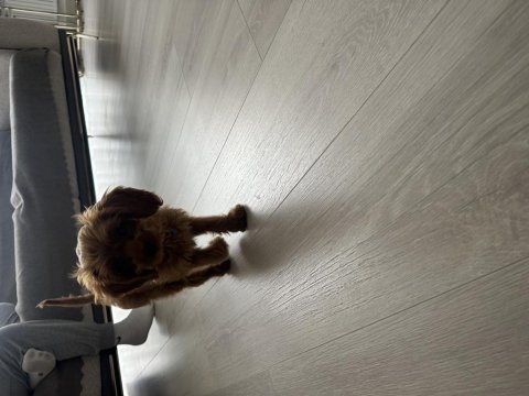 Sahibinden poodle yavrumuzdan ayrılmak zorundayız