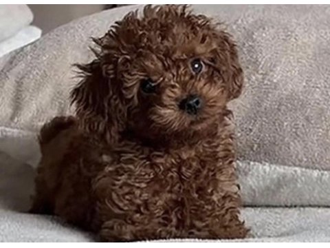 Toy poodle bakımlı köpeğimiz