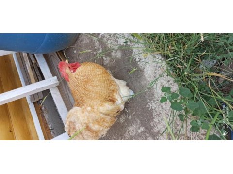 Orjinal splash ve gold wyandote tavuklar