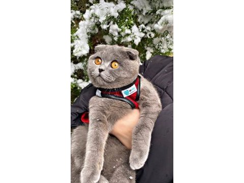 Scottish fold 3 yaşında