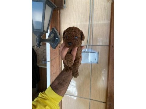 Toy poodle browni renkler