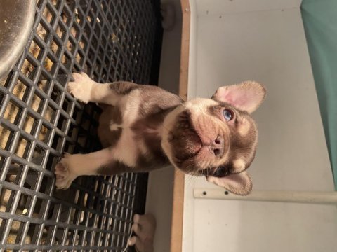 New shade ve new shade rojo tan french bulldog