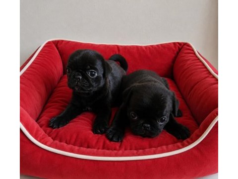 Pug mops yavruları