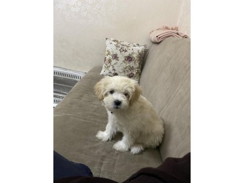 Ped eğitimli maltipoo
