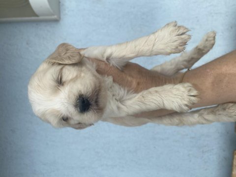 Minik maltipoo yavrularımız yeni yuvalarını bekliyor