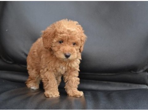 Sevimli toy poodle bebekler