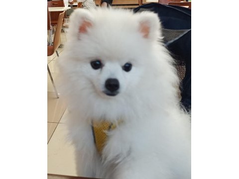Pomeranian boo erkek karnesi var
