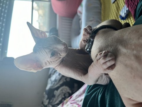 0 tüy sfenks 2 aylık oğlumu sahiplendiriyorum