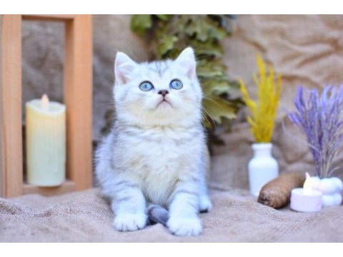 Gümüş çizgili ns24 british shorthair 